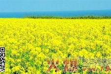 国产四级,引领中国电影新潮流